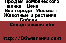 Продам бомбического щенка › Цена ­ 30 000 - Все города, Москва г. Животные и растения » Собаки   . Свердловская обл.